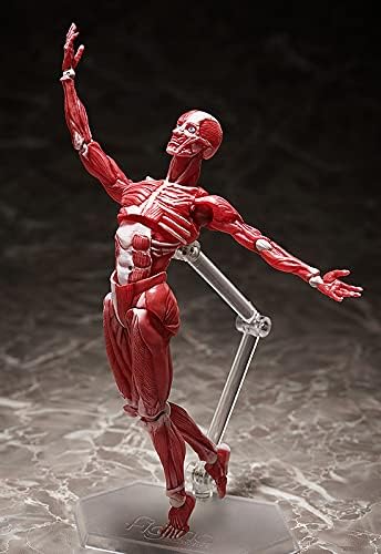 Good Smile Company Human Anatomical Model Figma Action Figure - Fully Articulated Educational Figure