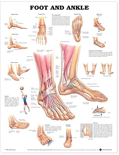 Foot and Ankle Anatomy Chart (9781587791376)