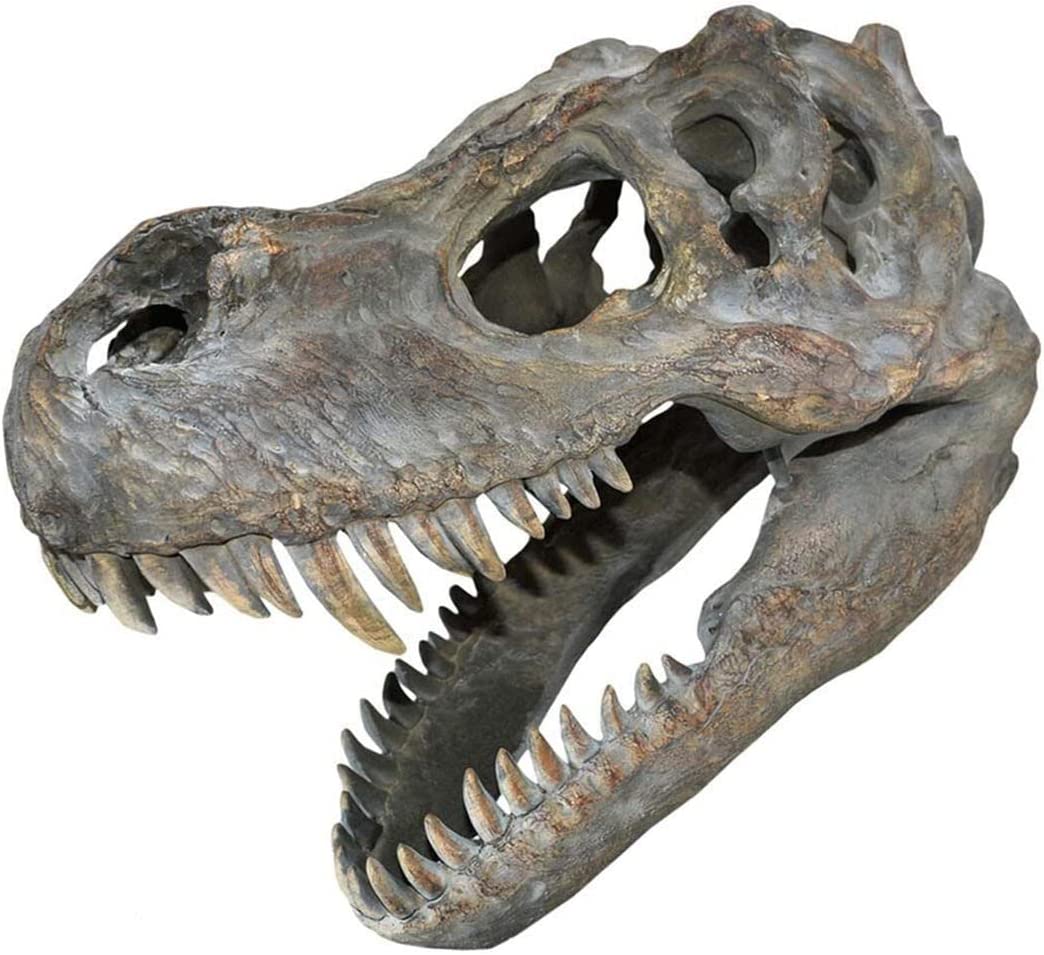 Nemesis Now Tyrannosaurus Rex Totenkopf kleines Wandschild, 31 cm, braun