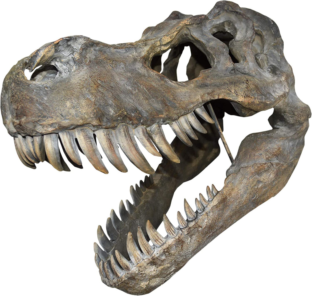 Nemesis Now Tyrannosaurus Rex Skull Large 51.5cm B/Strap Wall Plaque, Polyresin,