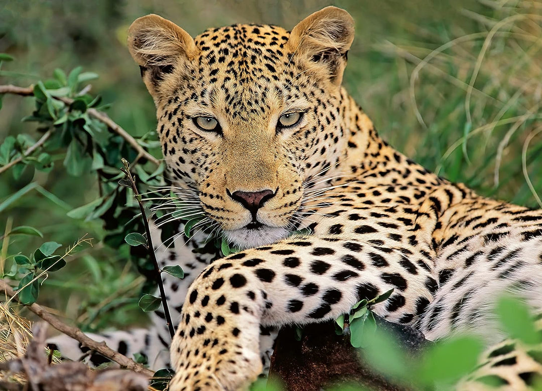 Ravensburger 100-teiliges Puzzle „Exotic Animal Leopard“ für Erwachsene und Kinder